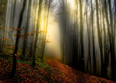 Mystical lights in the autumn forest