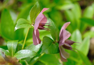 Close-up of purple flowering plant