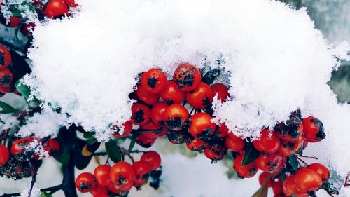Close-up of red berries on snow