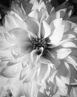 Full frame shot of fresh flower blooming outdoors