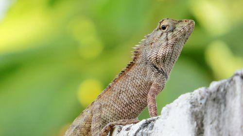 Close-up of lizard