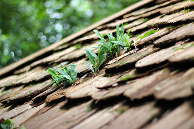 Close-up of leaves on tree trunk