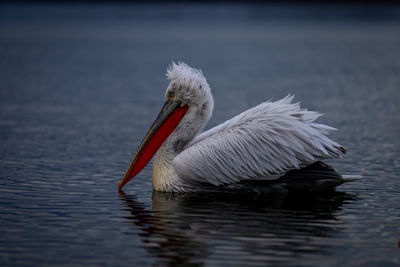 Close-up of pelican on lake