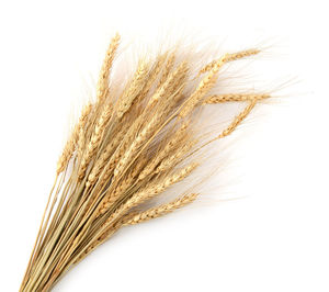 Close-up of wheat against white background