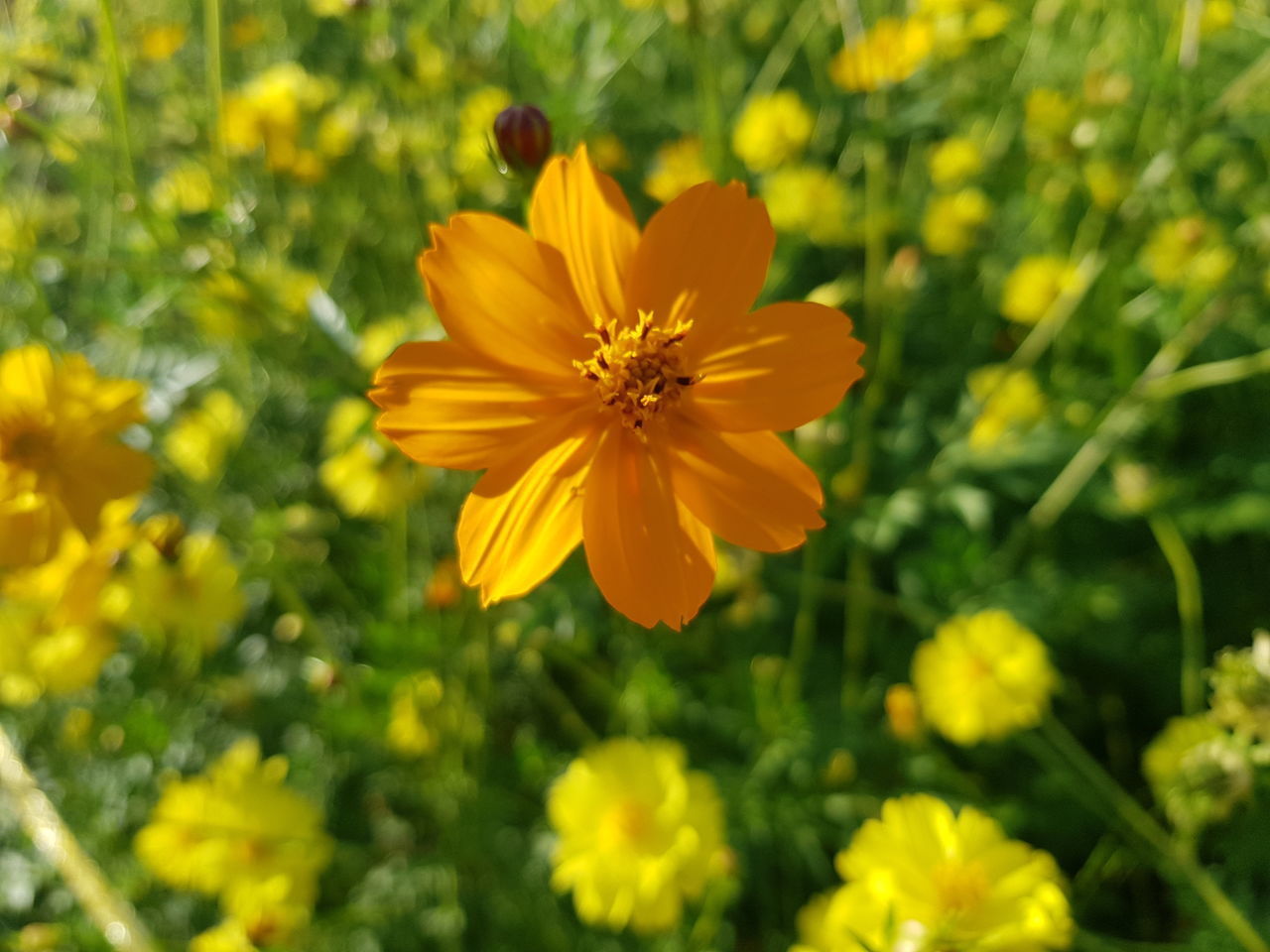 CLOSE-UP OF YELLOW COSMOS FLOWERS