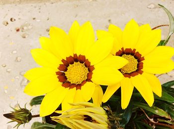 Close-up of yellow flowers