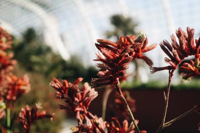 Close-up of red flowering plants against blurred background