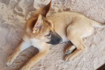 High angle view of a dog resting