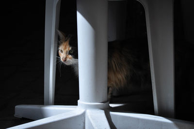 Portrait of cat sitting in corridor