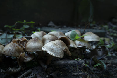 Close-up of mushrooms growing on land