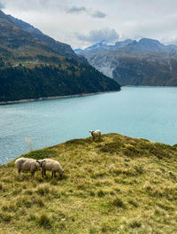 Sheep in a lake