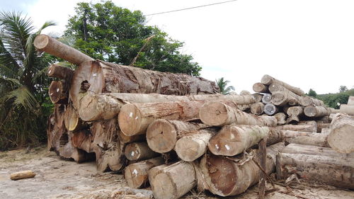 Stack of logs in forest