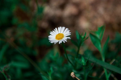 Close-up of yellow flowering plant