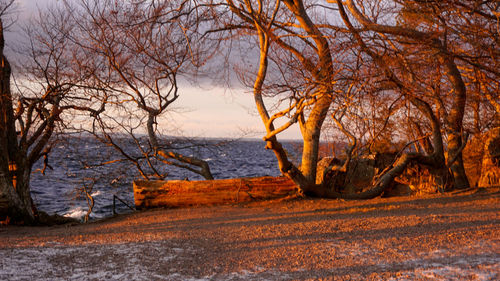 Bare trees by sea against sky during sunset