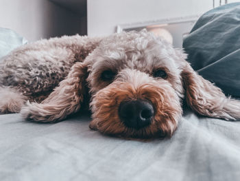 Close-up of dog sitting on bed