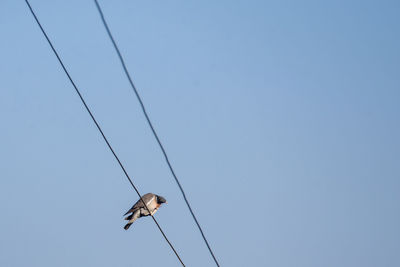 Low angle view of bird perching on cable