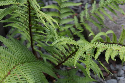 Close-up of leaves