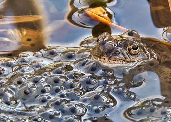 Close-up of frog in water