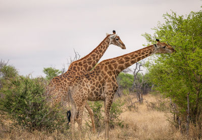 Close up view of giraffes in african savannah, madikwe game reserve, south africa