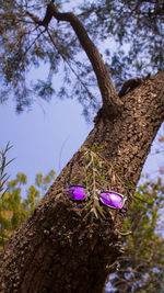 Low angle view of lizard on tree against blue sky