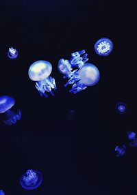 View of jellyfish against blue background