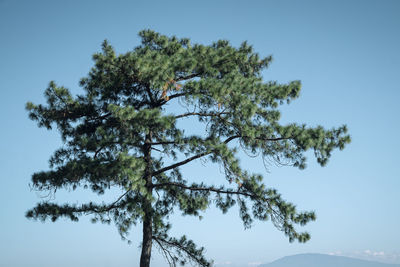 Low angle view of tree against clear blue sky