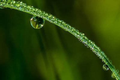 Close-up of water drops on grass