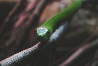 Close-up of insect on leaf