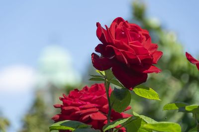 Close-up of red flowering plant