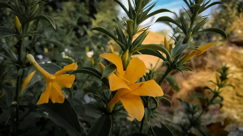 Close-up of yellow flowering plant