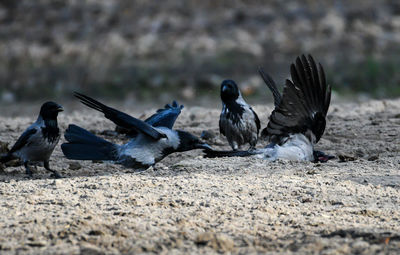 Pigeons on a land