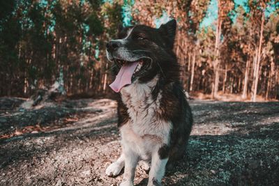 Close-up of dog sitting outdoors