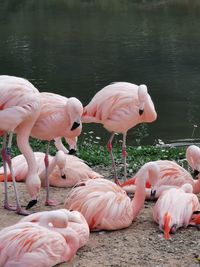 View of pink flamingo birds in lake