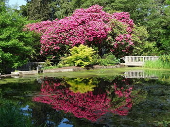 Pink flowering plants by lake in park