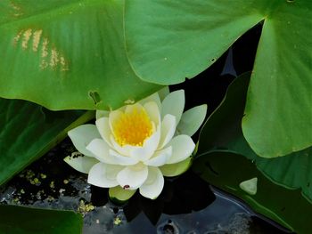 Close-up of lotus water lily in lake