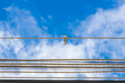 Low angle view of bird perching on cable against sky