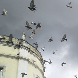 Low angle view of seagulls flying in city