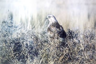 View of birds on frozen land