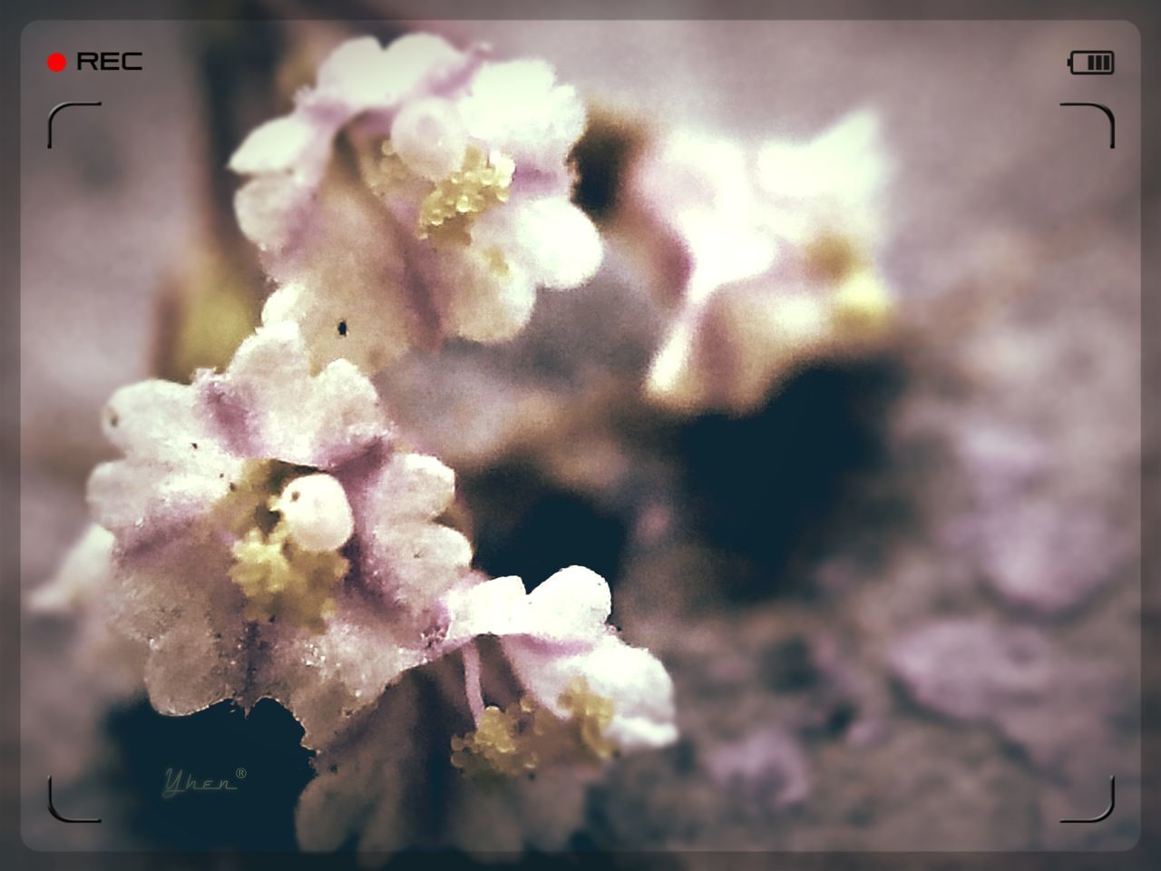 flower, freshness, fragility, petal, transfer print, flower head, close-up, beauty in nature, growth, auto post production filter, focus on foreground, blooming, nature, pink color, blossom, in bloom, white color, bunch of flowers, indoors, plant