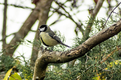 Bird perching on a tree