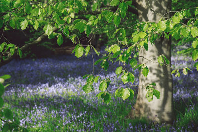 Tree at bluebell field