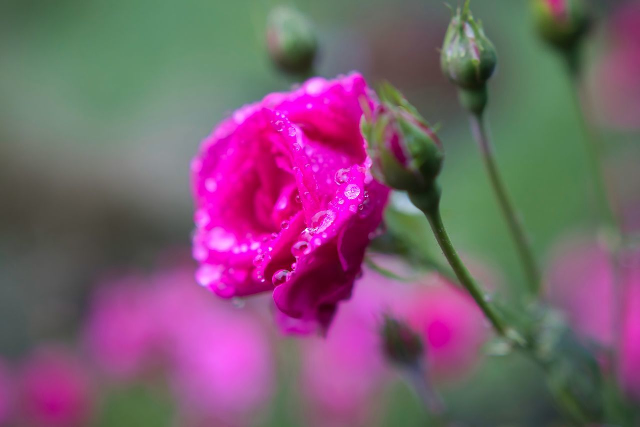 CLOSE-UP OF WET PURPLE FLOWER