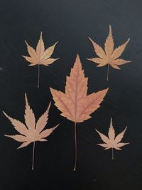 High angle view of maple leaves on plant