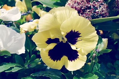 Close-up of yellow flower