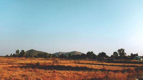 Scenic view of field against clear sky