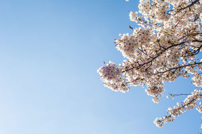 Low angle view of cherry blossom tree against blue sky