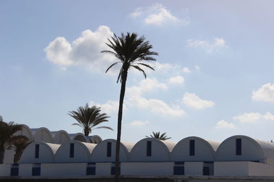 Low angle view of palm trees against sky