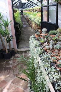 Potted plants on footpath