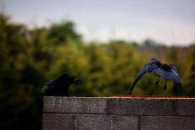 Close-up of bird perching on retaining wall