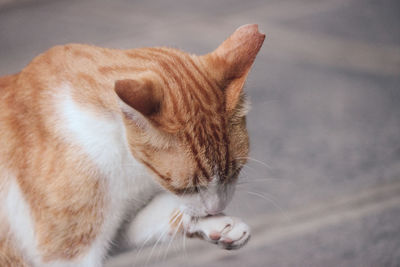 Close-up of a cat looking away